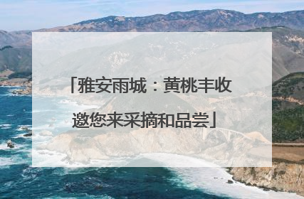 雅安雨城：黄桃丰收 邀您来采摘和品尝