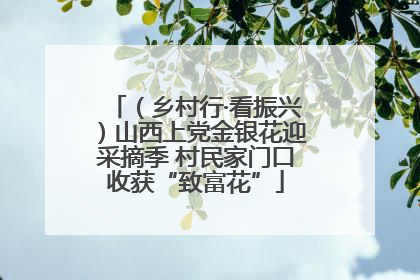 （乡村行·看振兴）山西上党金银花迎采摘季 村民家门口收获“致富花”